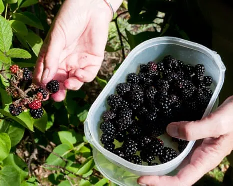 Seeking: Scrumptious Baked Goods to Put to Good Use a Abundance of House-Made Jam
