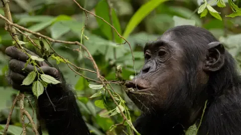 Apes Consuming an Amount Equal of a Beer Each Day from Overripe Produce, Investigation Shows