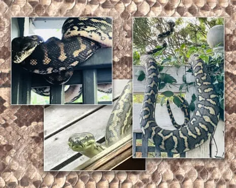 Accepting the Reptiles in My Ceiling: An Evolution from Fear to Respect